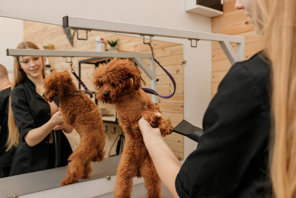 Close up of professional female pet groomer dry tea cup poodle dog fur with a hair dryer after washing in beautician salon. Grooming concept - Foto, Imagem