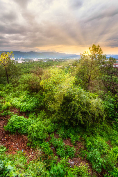 A beautiful landscape of forest surrounded by green bushes during sunrise - Foto, imagen