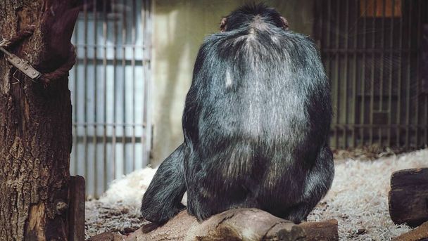 The back of a sat gorilla in the zoo - Zdjęcie, obraz