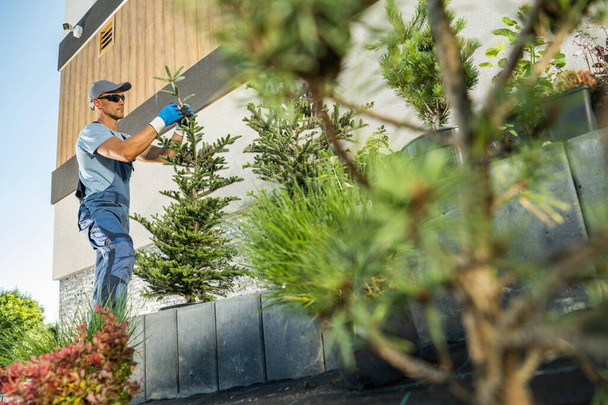 Professional Caucasian Landscaper and Gardener in His 40s Planting Large Spruce Trees in a Residential Garden.  - Fotoğraf, Görsel