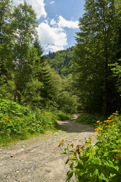 Hiking trail going through high forest in the mountains - Photo, Image