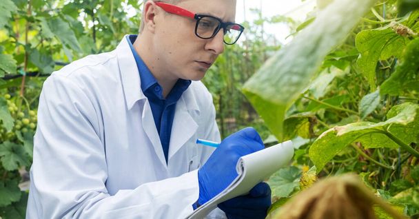 Plant disease agronomist. Junior agricultural scientists research greenhouse plants and look for a way to control pests. Yellowed leaf. Scientist in white coat. Diseases of agricultural plants - Fotó, kép