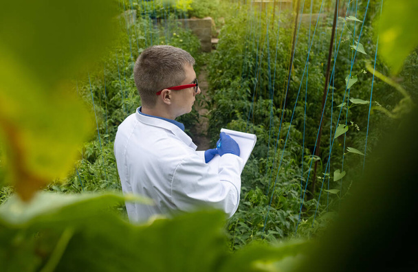 Plant disease agronomist. Junior agricultural scientists research greenhouse plants and look for a way to control pests. Yellowed leaf. Scientist in white coat. Diseases of agricultural plants - Photo, Image