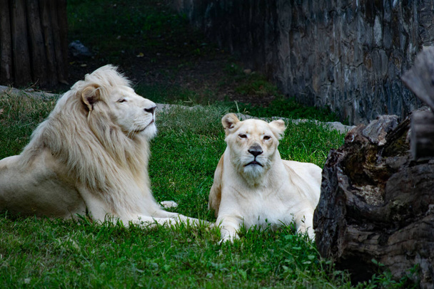 A closeup shot of a white tiger and lion - Fotoğraf, Görsel