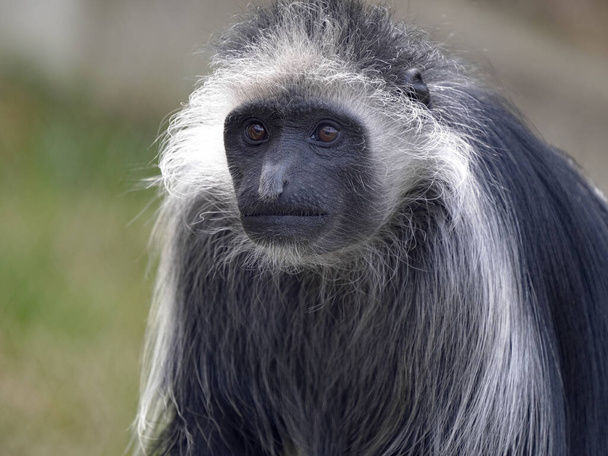 Portrait of a male King Colobus, Colobus polykomos, with long white fur around his head - Photo, image