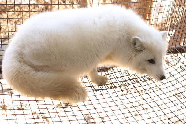 Farm for growing polar fox. Production of elite fur. An animal in a cage for killing and making a fur coat - Photo, Image