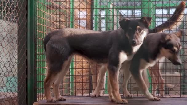 Rescued homeless dogs inside a cage at the shelter - Materiał filmowy, wideo