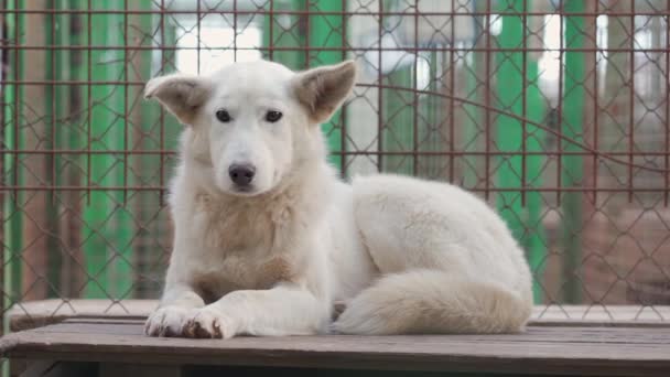 Zachráněný pes bez domova v kleci v útulku - Záběry, video