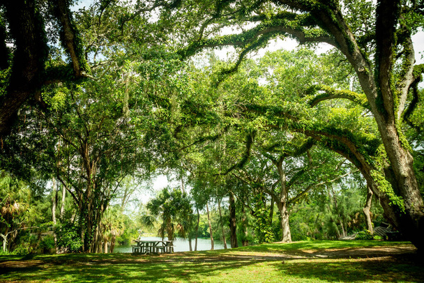 Fort Lauderdale Florida 'daki Snyder Park' ta yapraklarla kaplı güzel doğal bir ağaç. - Fotoğraf, Görsel