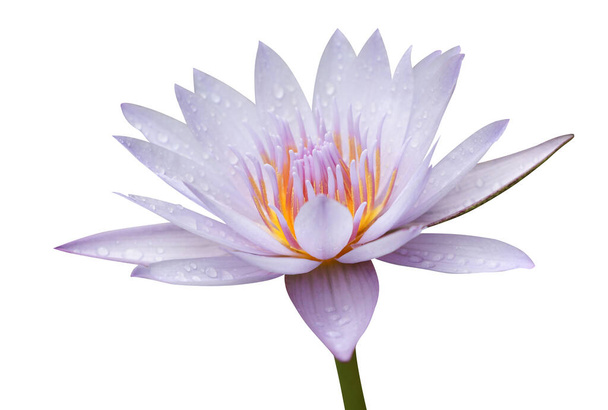 Waterlily Violet color with droplets on isolate background - Foto, Bild