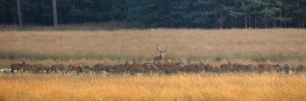 Bunch of red deer, cervus elaphus, grazing on meadow in autumn nature. Group of brown mammals feeding on dry field in panoramic shot. Bunch of antlered animals standing on pasture. - Foto, imagen