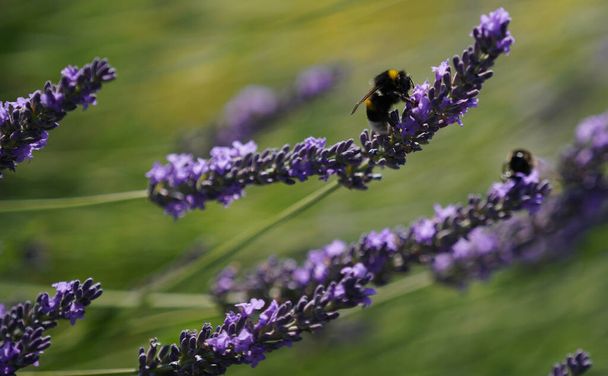 Insects fertilizing the plants on the flower meadow in summer - Foto, afbeelding