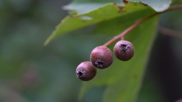 Wild Service Tree fruit set, ripening (Sorbus torminalis) - Footage, Video