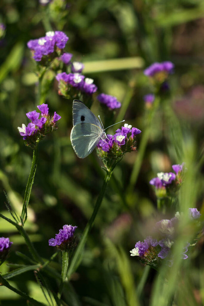 A white butterfly (Pieris brassicae) collects nectar from a violet flower of a statice (Limonium). Insect in nature - Foto, immagini