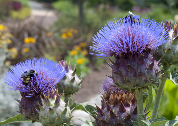 Purple Thistle Flowers with Honey Bees - Photo, Image