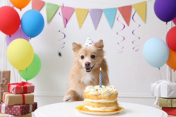 Cute dog wearing party hat at table with delicious birthday cake in decorated room - Fotografie, Obrázek