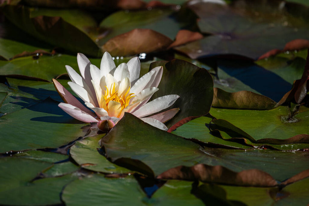 Light pink waterlily (Nymphaea alba) in the pond - Foto, Imagen