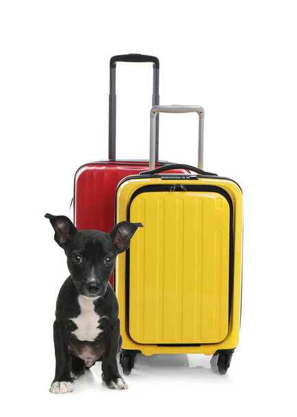 Cute dog and bright suitcases packed for journey on white background. Travelling with pet - Foto, Bild