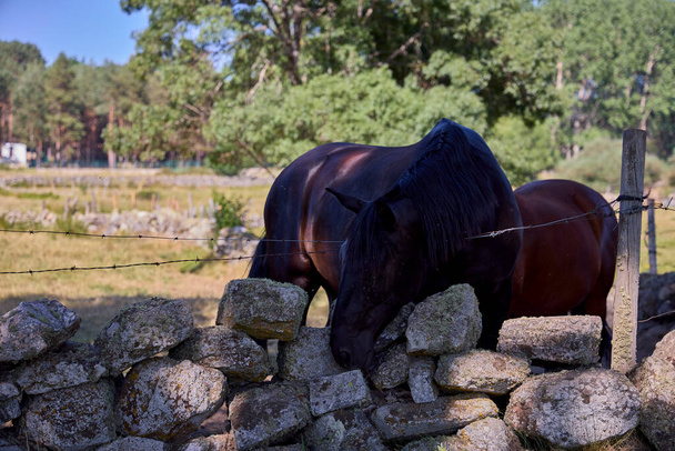 Horses. Loose animals in a field in central Spain - Φωτογραφία, εικόνα