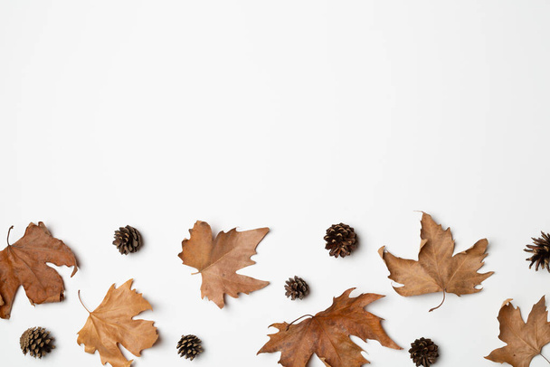 Őszi összetétel szárított levelekkel és tobozokkal fehér alapon. - Fotó, kép