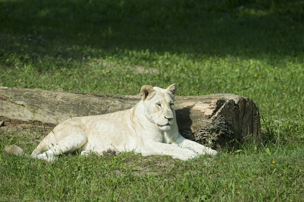 WHITE FEMALE LION - Photo, Image