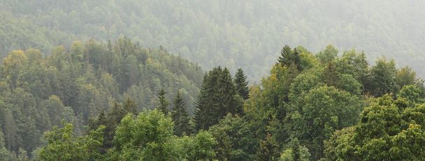 a mountain slope with forest trees - Foto, Imagem