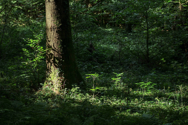 licht op een bosbodem in de zomer - Foto, afbeelding