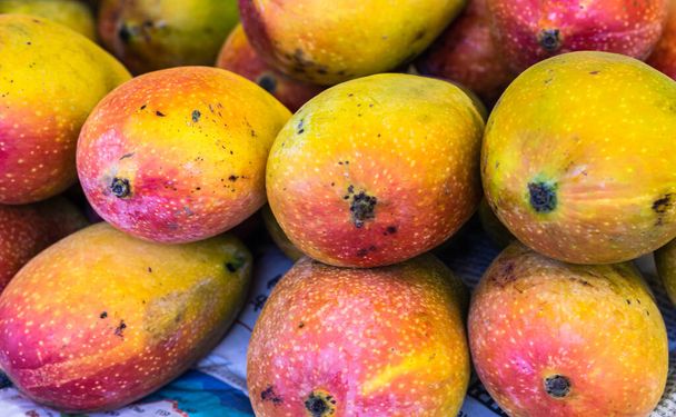 fresh organic testy mangoes from farm close up from different angle - Foto, Imagem
