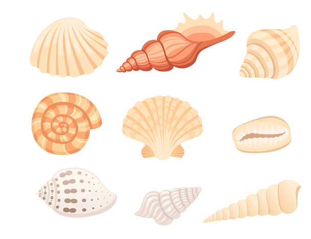 Set of Colorful tropical underwater shell cartoon design vector illustration isolated on white background. - Vetor, Imagem