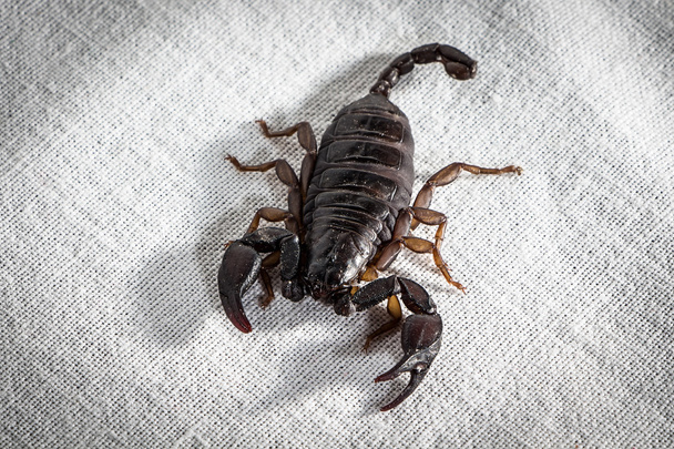 Image du scorpion vivant sur le tissu
 - Photo, image