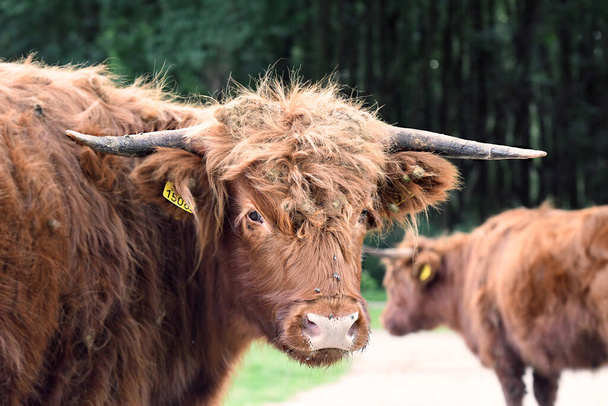 A closeup shot of a brown bull in a farm - Foto, immagini