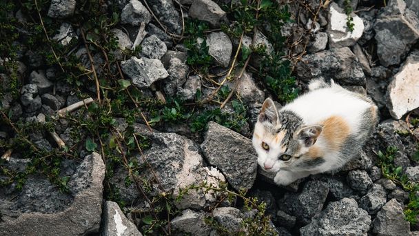 A top shot of a street cat looking on many rocks. - Valokuva, kuva