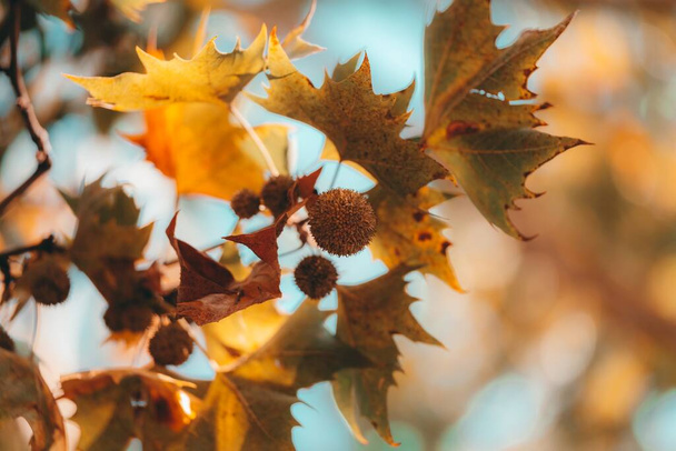 An autumn view of leaves on the blurred background - Fotó, kép