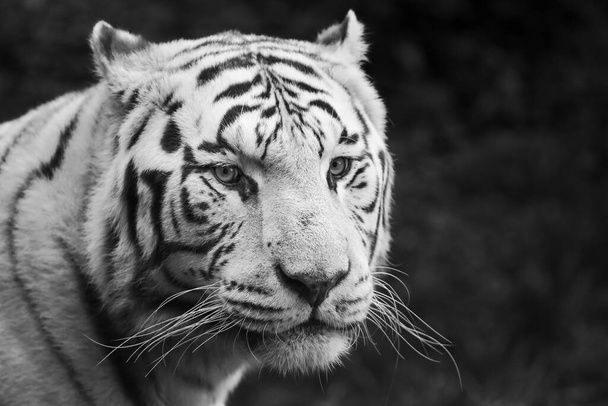 Μια ασπρόμαυρη φωτογραφία μιας λευκής τίγρης. - Φωτογραφία, εικόνα