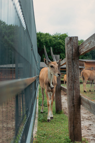 Portrait of a beautiful antelope in the park - Fotografie, Obrázek