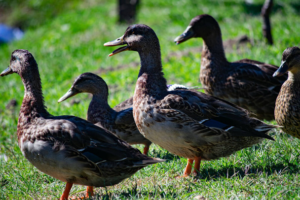 A closeup shot of a flock of dark-feathered geese - Foto, Bild