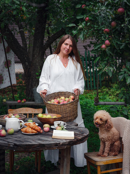 mulher de meia-idade em vestido branco escolhe maçãs em grande cesta no jardim. Festival de colheita de outono, agricultura e jardinagem, ação de graças. Atmosfera quente, produtos ecológicos naturais - Foto, Imagem