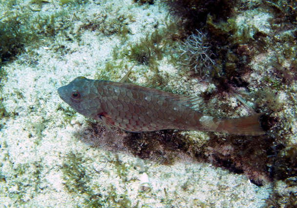 A Redtail Parrotfish (Sparisoma chrysopterum) in Caribbean Sea, Mexico - Photo, image