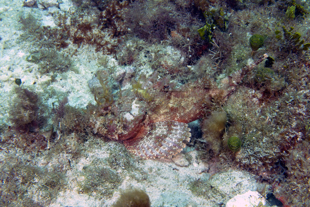 A Plumed Scorpionfish (Scorpaena grandicornis) in Cozumel, Mexico - Photo, image