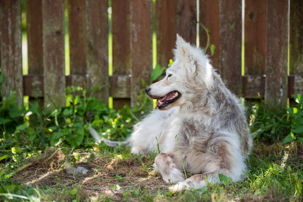 Alopecia betegség Samoyed kutya. Bőrgyulladás és viszketés a kutyák. - Fotó, kép