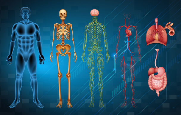 İnsan vücut sistemleri - Vektör, Görsel