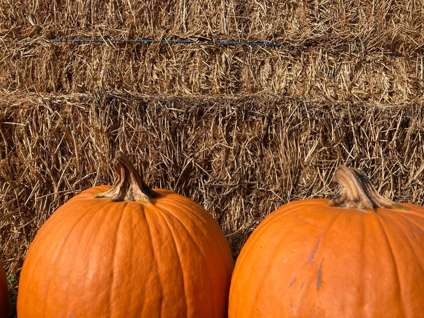 Two orange pumpkins against a wall of hay background texture. - Foto, afbeelding