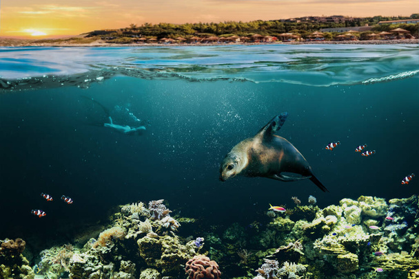 Summer snorkeling with California sea lion among the corals in paradise vacation. - Foto, Imagem
