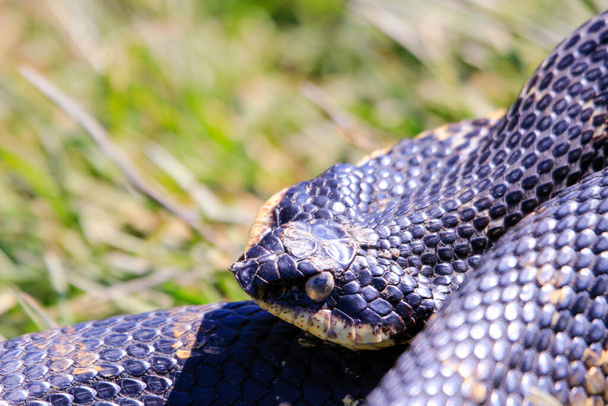 Eastern Hognose Snake with flattened neck on sandy soil with grass. High quality photo - Foto, Bild