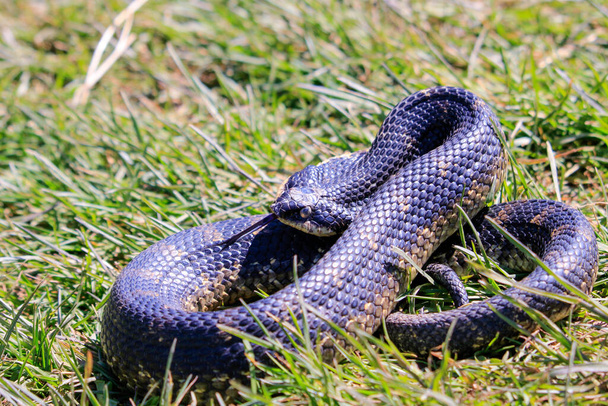 Eastern Hognose Snake with flattened neck on sandy soil with grass. High quality photo - Photo, image