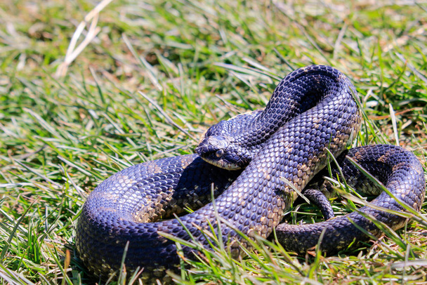 Eastern Hognose Snake with flattened neck on sandy soil with grass. High quality photo - Foto, imagen