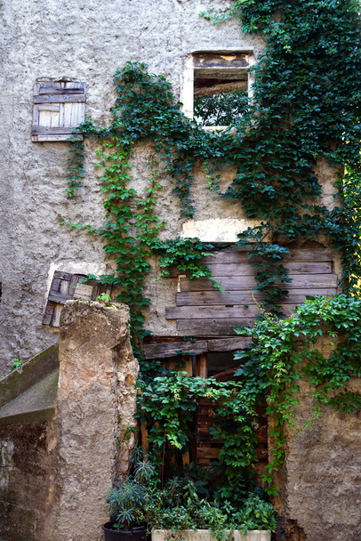 The stone facade of the old ruin is overgrown with green leaves of creeping ivy - Fotó, kép