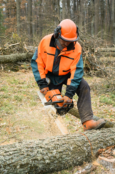Forestry worker with chainsaw is sawing a log. Process of loggin - Fotó, kép