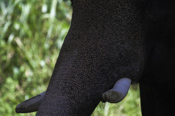Closeup of an Indian or Asian captive elephant in Kerala India - Photo, Image