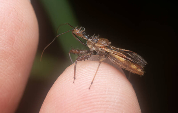 close shot of the Spined Assassin Bug  - Foto, Bild